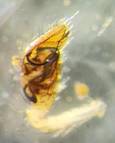 Réf. 340 318 : Anelosimus vittatus
