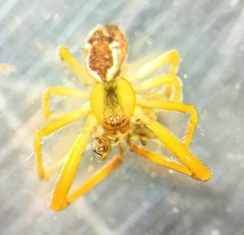 Réf. 340 317 : Anelosimus vittatus