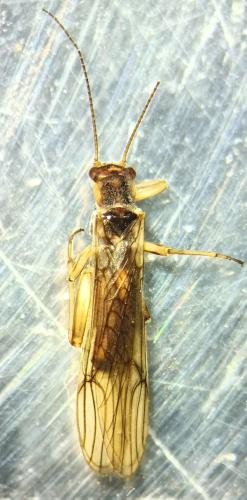 Nemoura cinerea