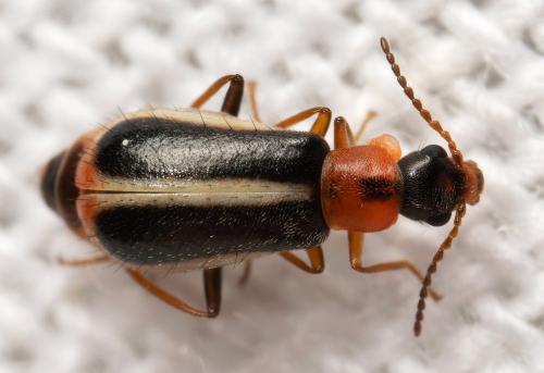 Attalus limbatus