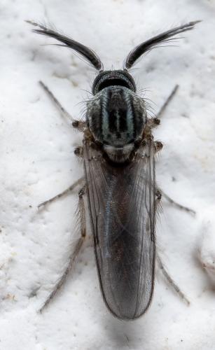 Réf. 340 483 : Dasyhelea sp.