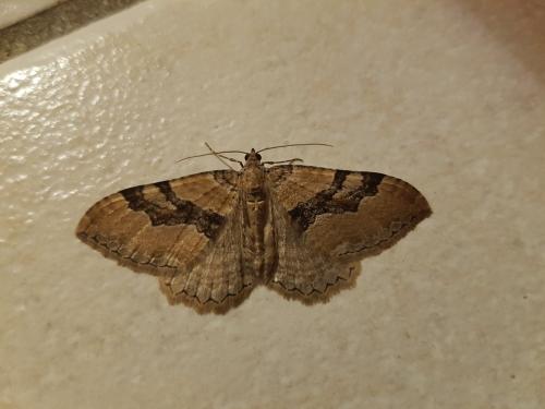 Hydria cervinalis