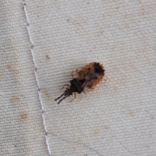 Aradus depressus