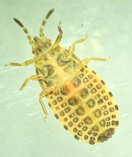 Aneurus sp.