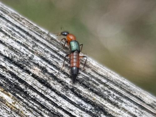 Réf. 340 225 : Paederus sp.