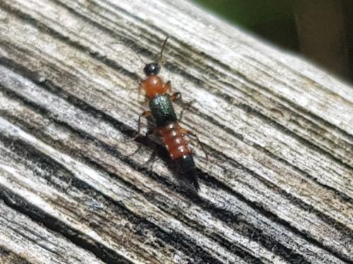 Réf. 340 224 : Paederus sp.