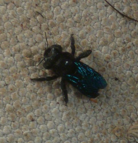 Xylocopa sp.