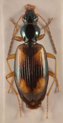 Bembidion fluviatile