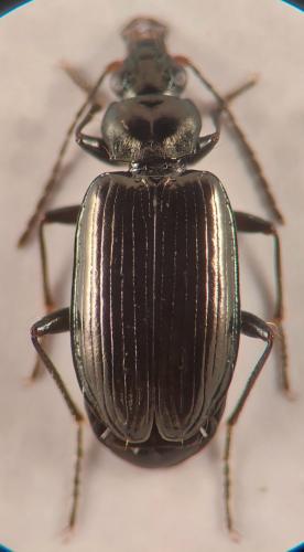 Bembidion prasinum