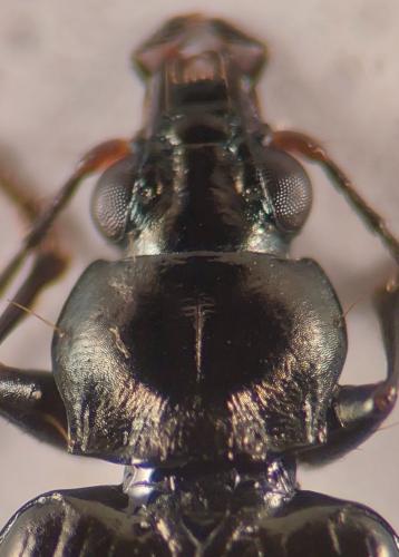 Bembidion prasinum