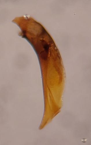 Bembidion prasinum