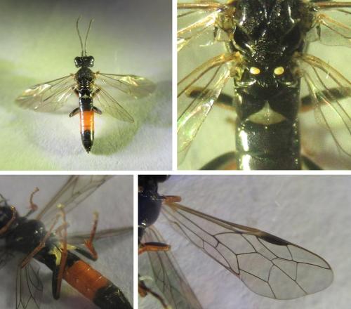 Réf. 340 580 : Emphytus rufocinctus