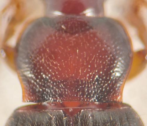 Ophonus schaubergerianus