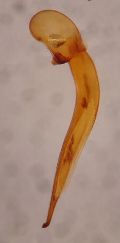 Ophonus schaubergerianus