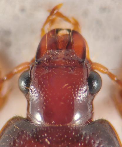 Ophonus schaubergerianus