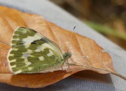 Réf. 340 591 : Pontia daplidice