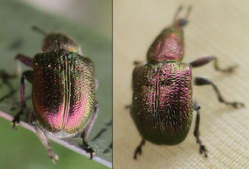 Réf. 340 034 : Rhynchites auratus