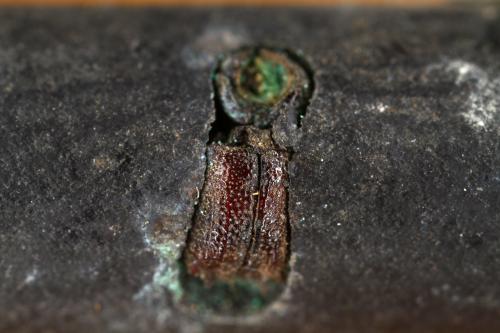 Réf. 340 622 : Sinoxylon muricatum