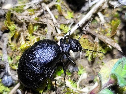 Meloe rugosus