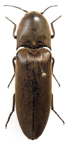 Réf. 340 005 : Tetrigus indosinensis
