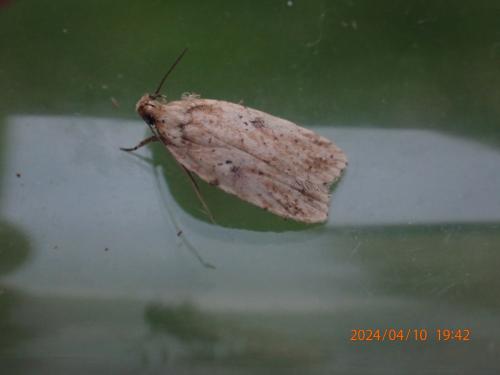 Agonopterix arenella