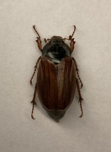 Melolontha melolontha