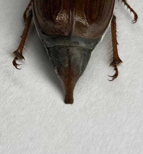 Réf. 340 614 : Melolontha melolontha