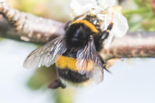 Bombus sp.