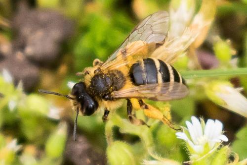 Andrena flavipes