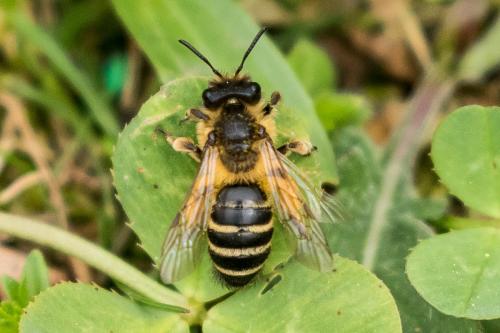 Andrena flavipes
