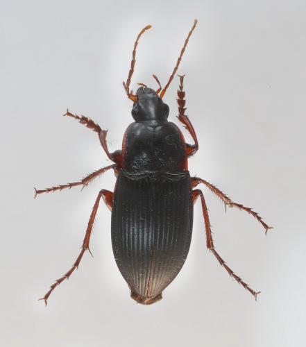 Calathus fuscipes
