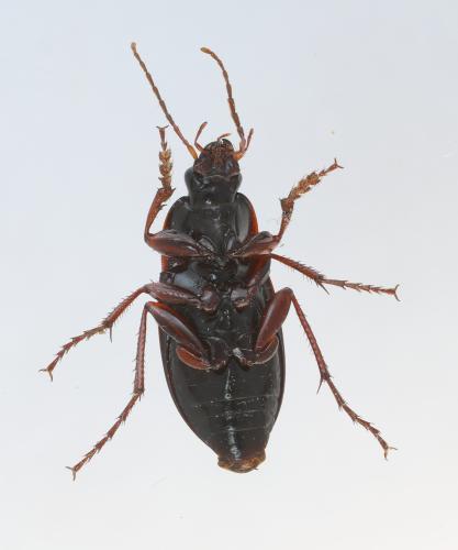 Calathus fuscipes