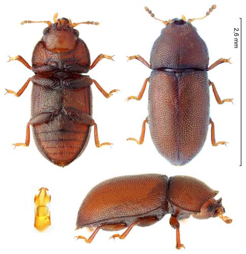 Cis dentatus