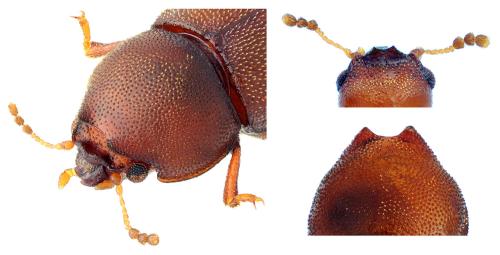 Réf. 340 009 : Cis dentatus