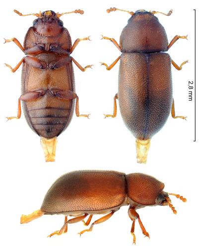 Réf. 340 010 : Cis dentatus