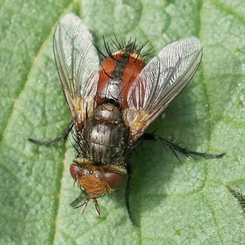 Gonia vacua
