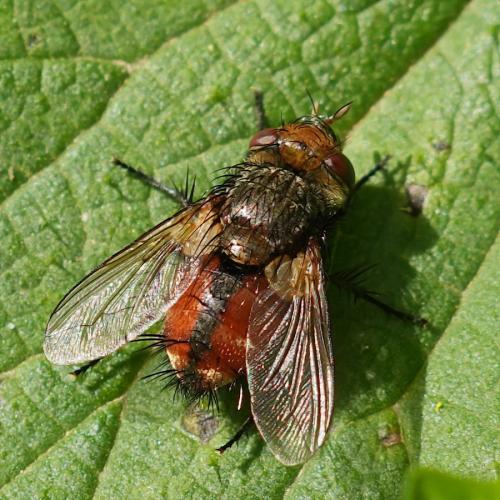 Gonia vacua