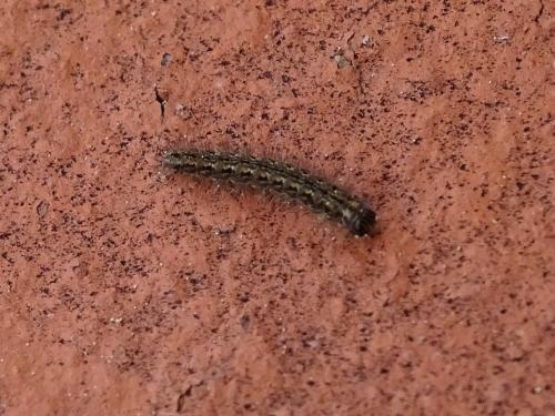 Réf. 340 176 : Eilema sp.