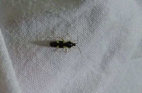 Dryophilocoris flavoquadrimaculatus