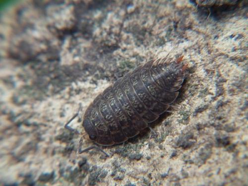 Porcellio monticola