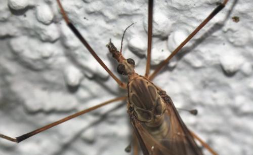 Réf. 340 076 : Tipula oleracea