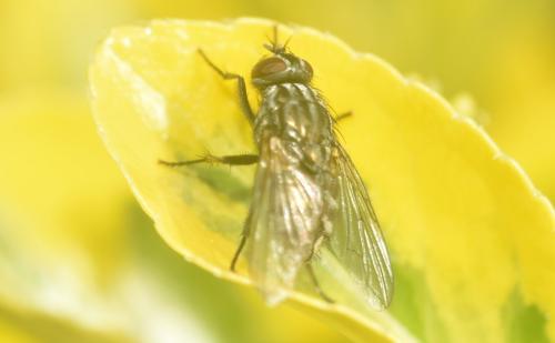 Dasyphora sp.