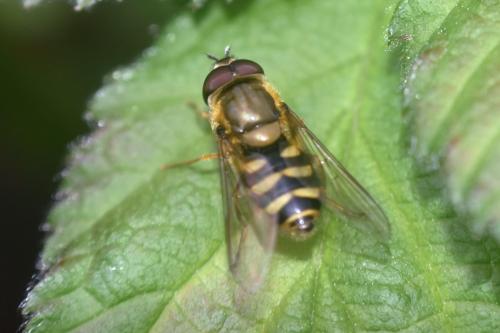 Réf. 340 201 : Syrphus torvus