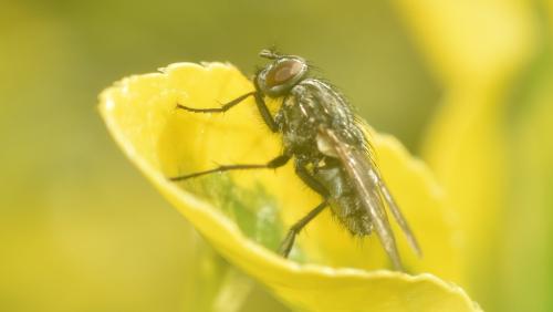 Dasyphora sp.