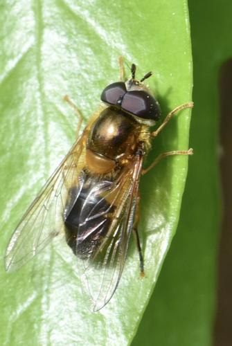 Réf. 340 353 : Epistrophe eligans