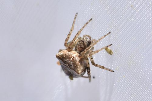 Gibbaranea bituberculata
