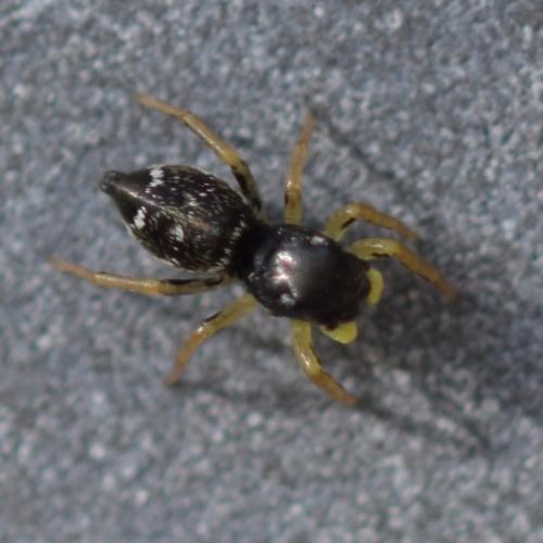 Heliophanus cupreus
