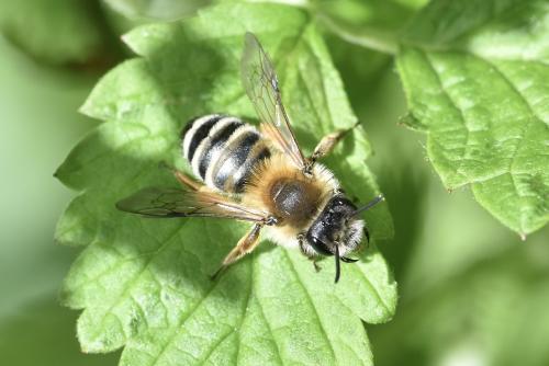 Andrena gravida