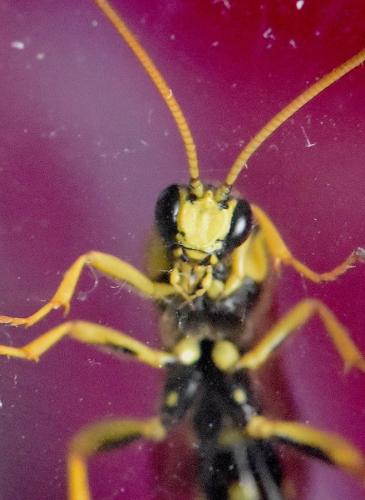 Metopius dentatus