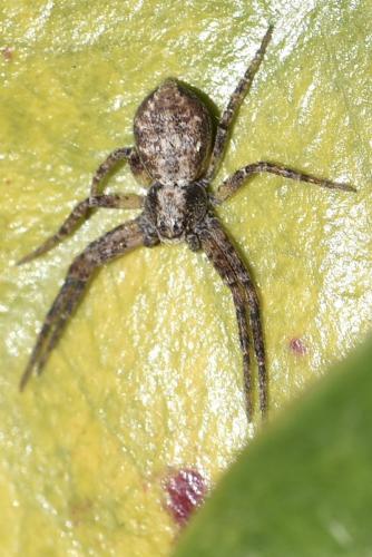 Philodromus sp.